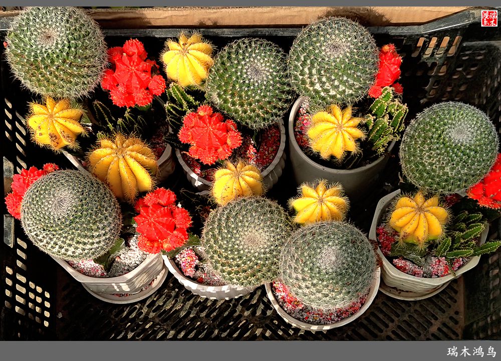 【沙河轶事】百花争艳各自香沙河大集之花卉市场