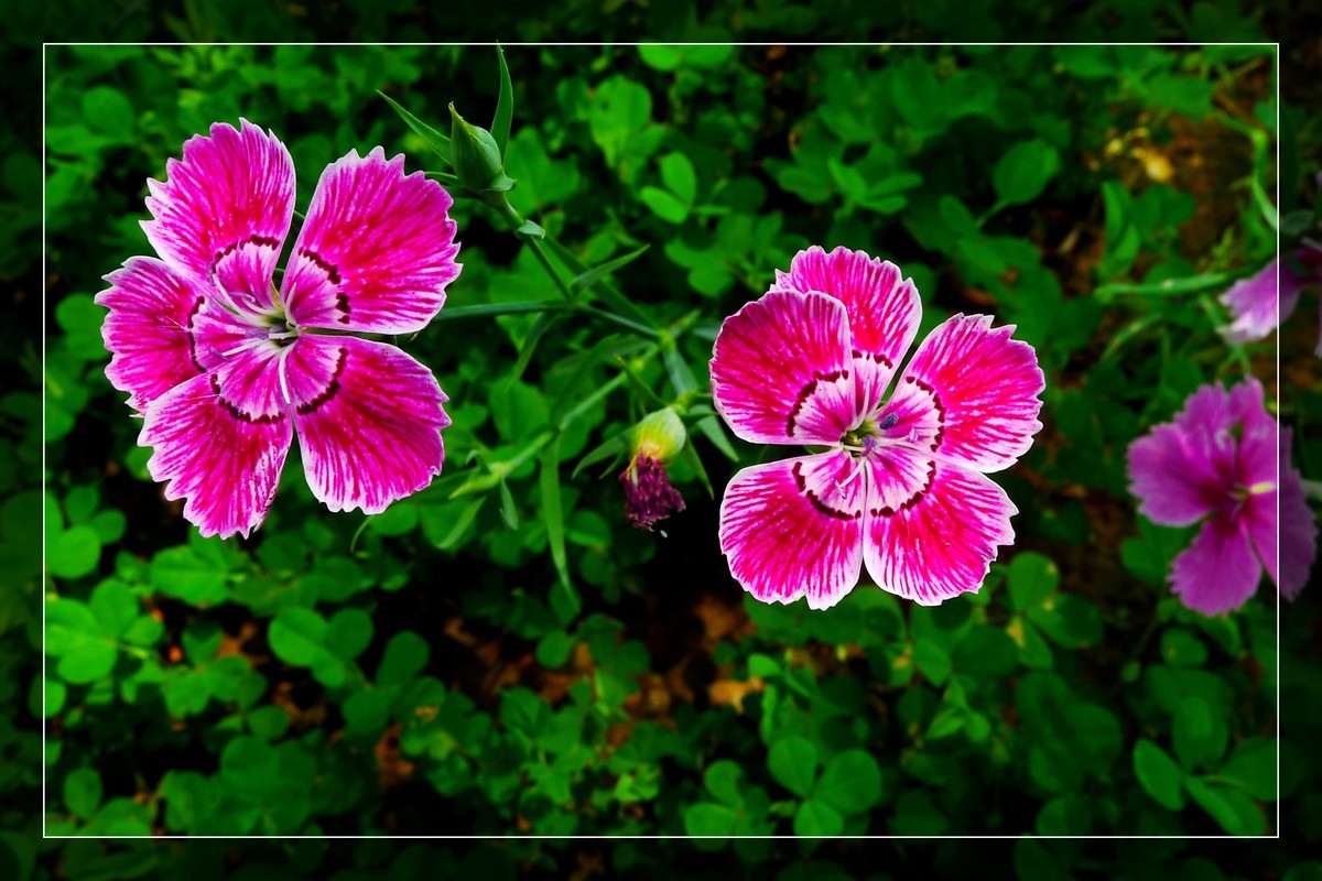 花花草草（六）