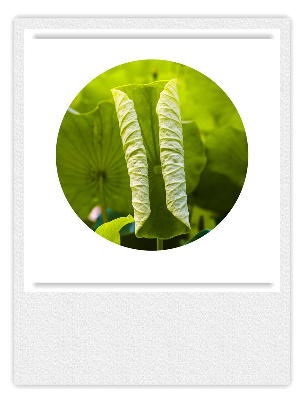 荷花季●赏荷季●写意小片