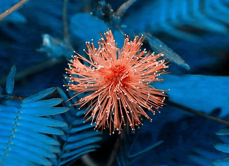 937【不老松：海南游摄纪实】临高长島兰湾的含羞草！