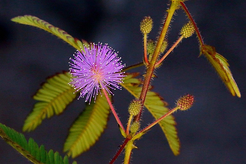 937【不老松：海南游摄纪实】临高长島兰湾的含羞草！