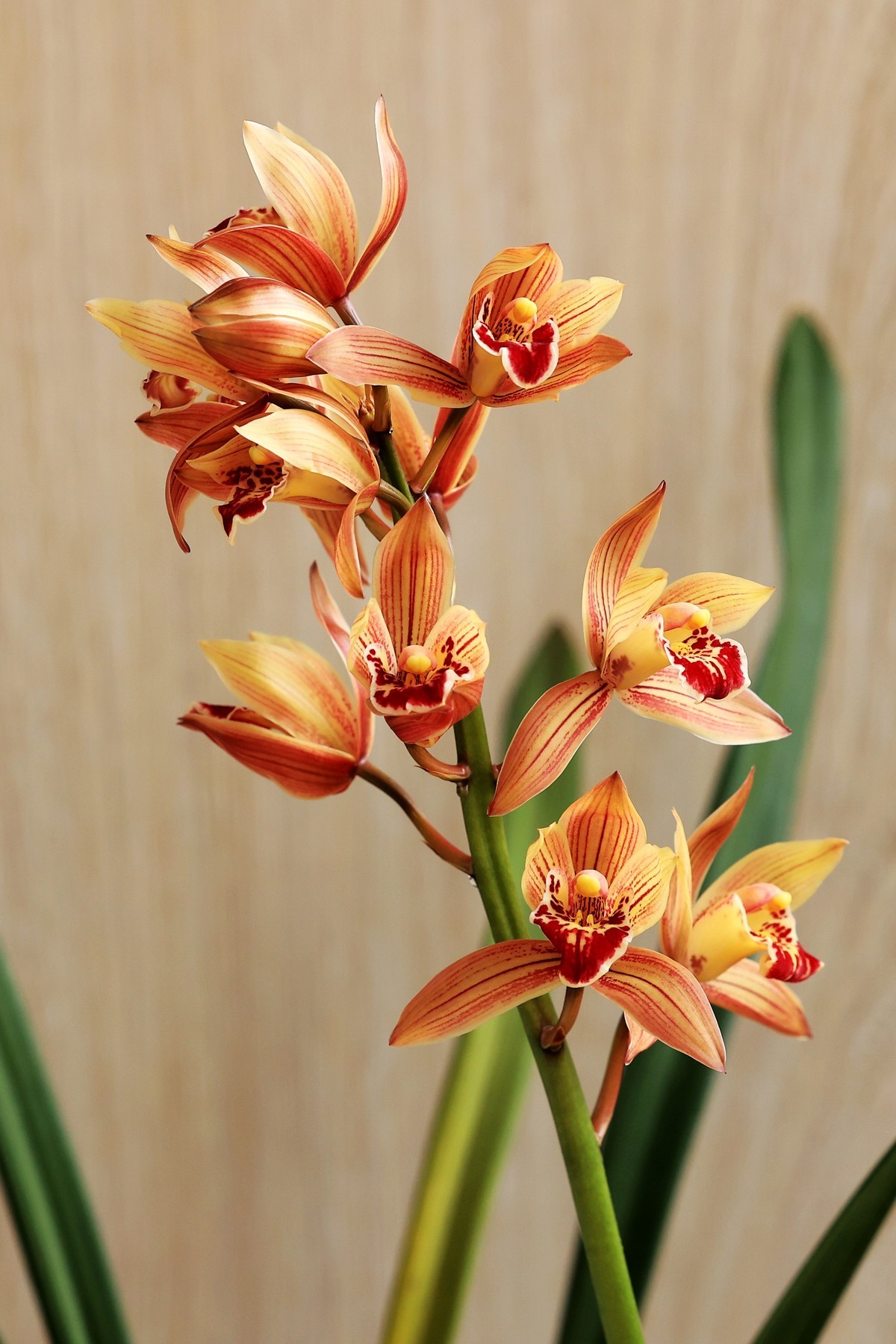 EOS R6+RF70-200f2.8拍兰花