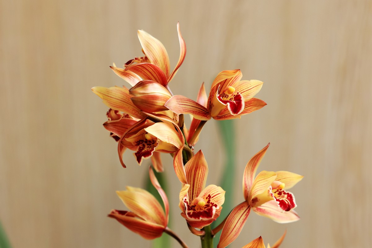 EOS R6+RF70-200f2.8拍兰花