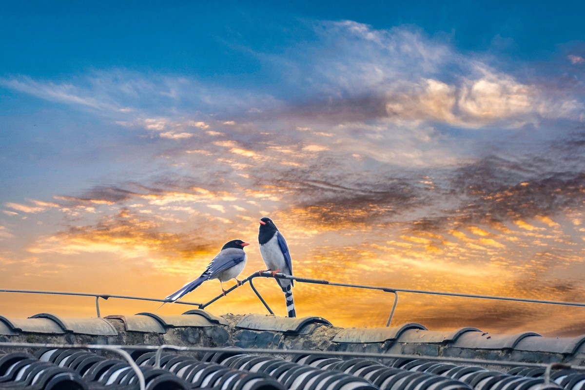 疫情封控阳台打鸟