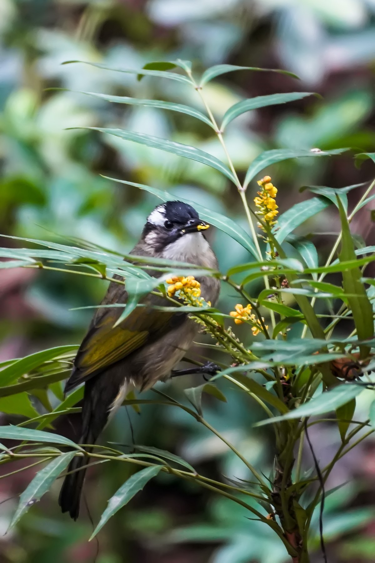 疫情封控阳台打鸟