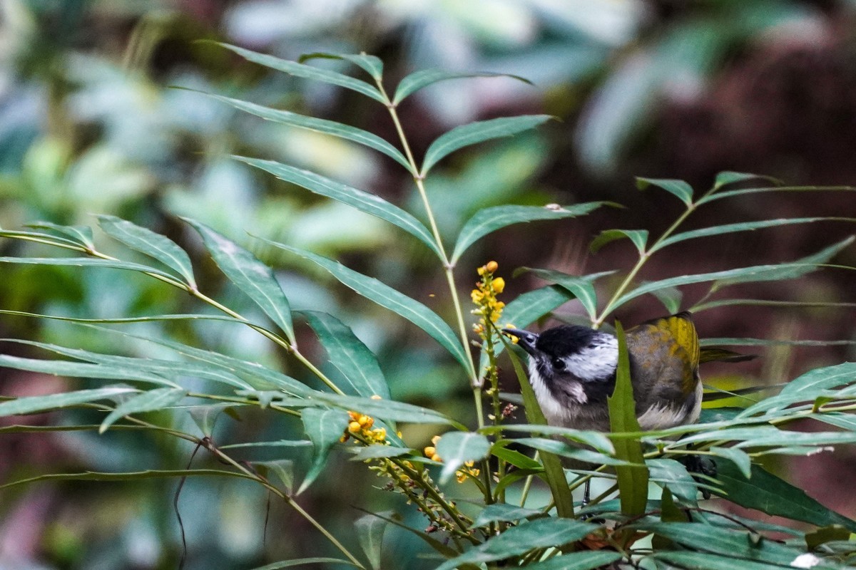 疫情封控阳台打鸟