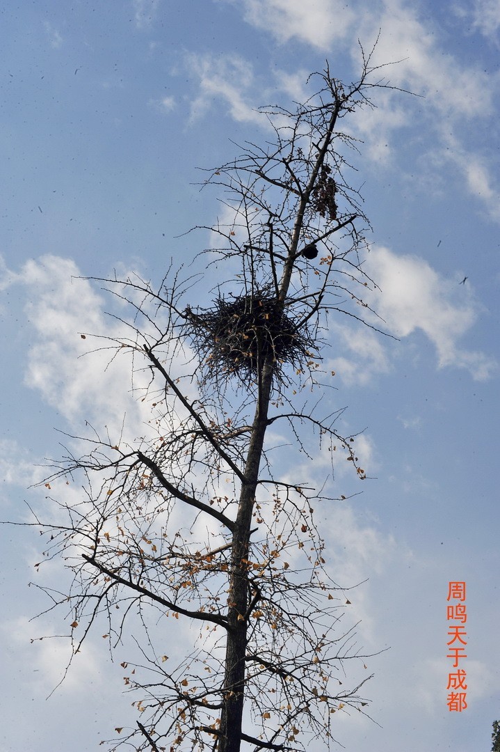 成都市 观音桥 沙河边         周鸣天