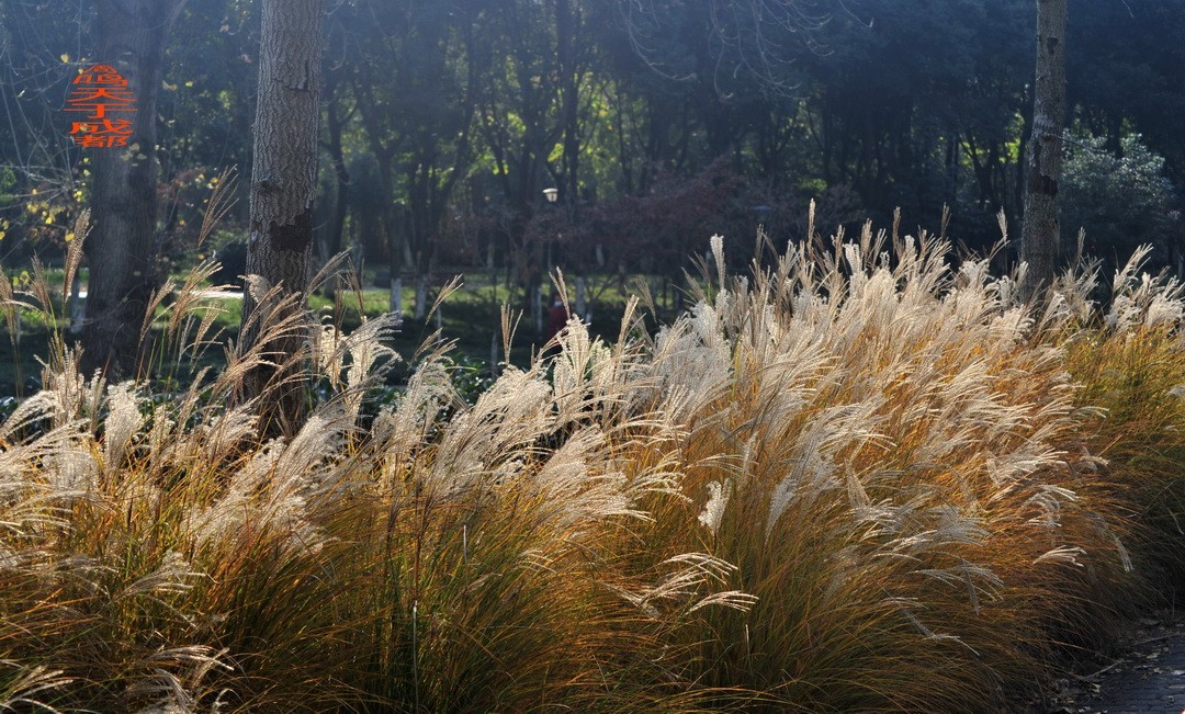 成都市 观音桥 沙河边         周鸣天