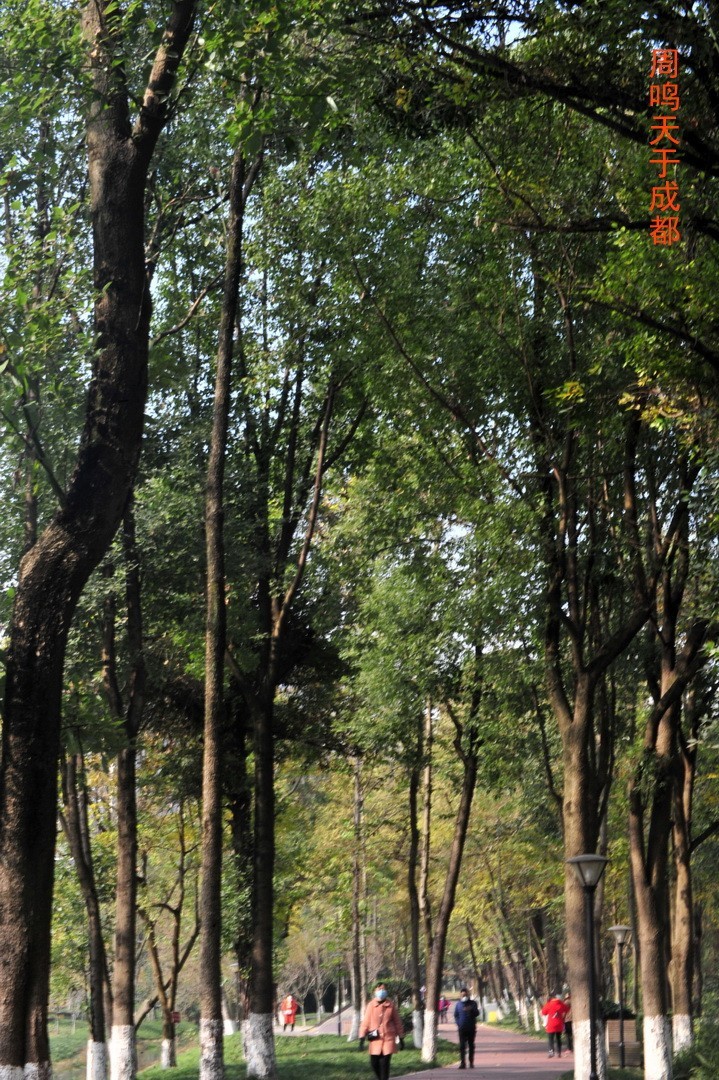 成都市 观音桥 沙河边         周鸣天