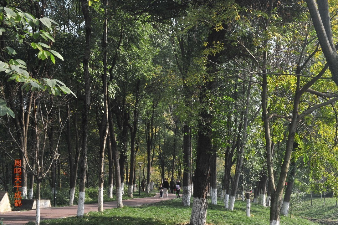 成都市 观音桥 沙河边         周鸣天