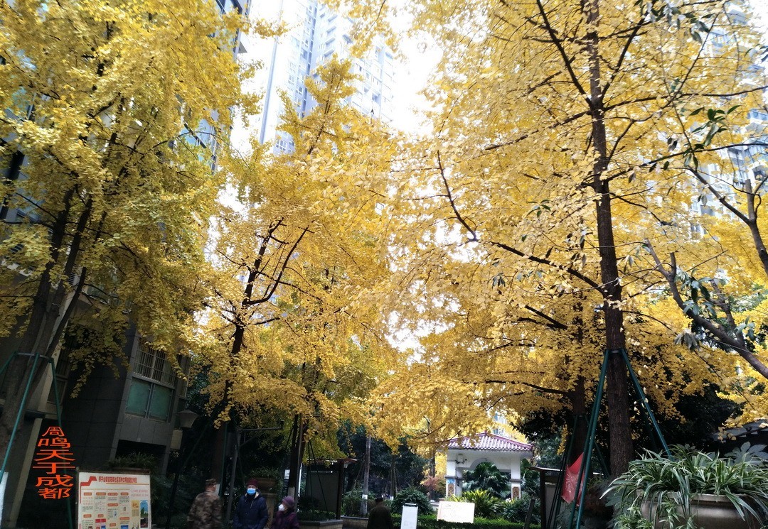 成都市 观音桥 沙河边         周鸣天