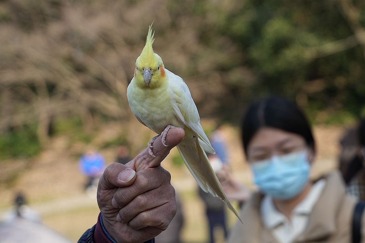 一只被调教得非常乖巧的白鹦鹉
