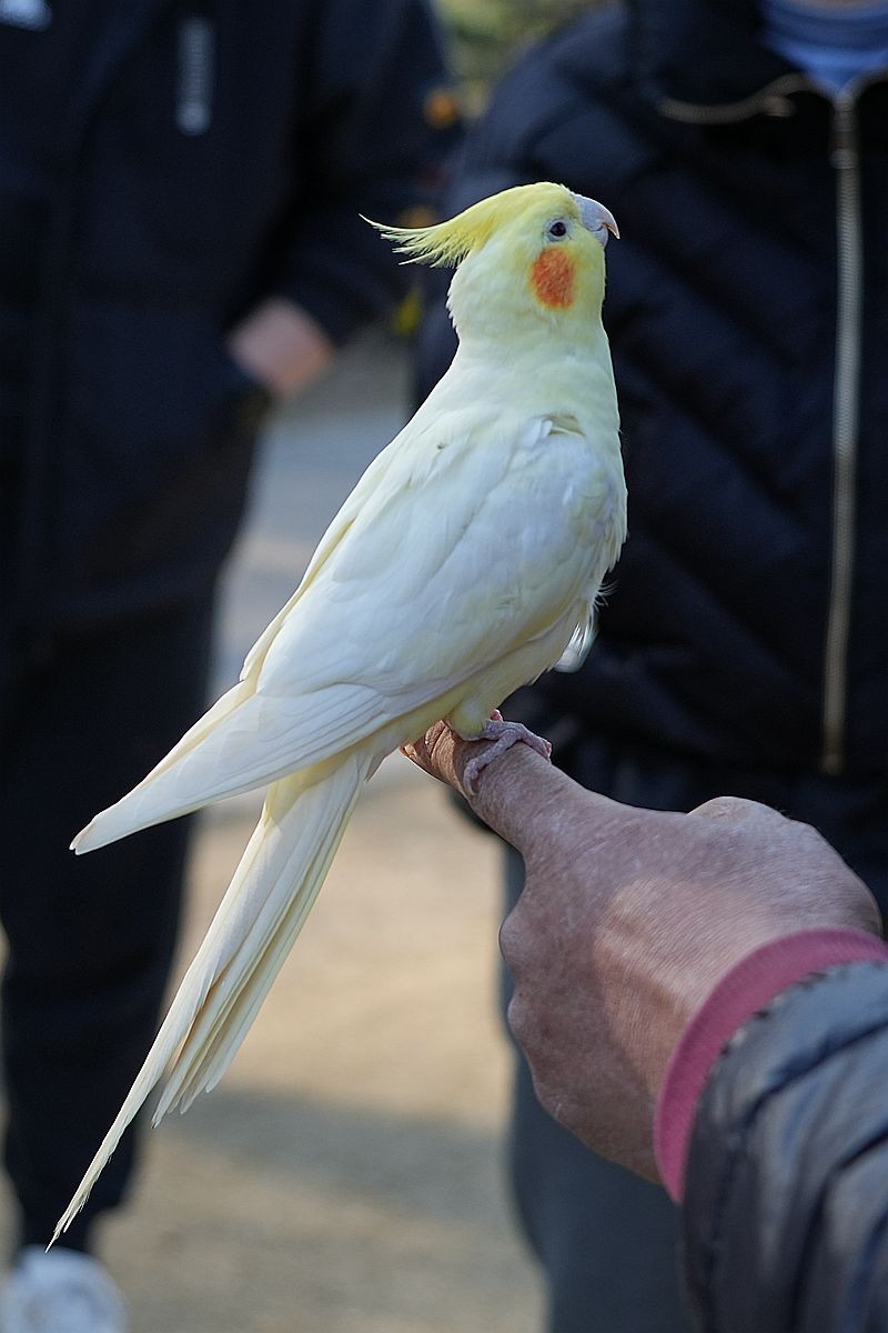 一只被调教得非常乖巧的白鹦鹉