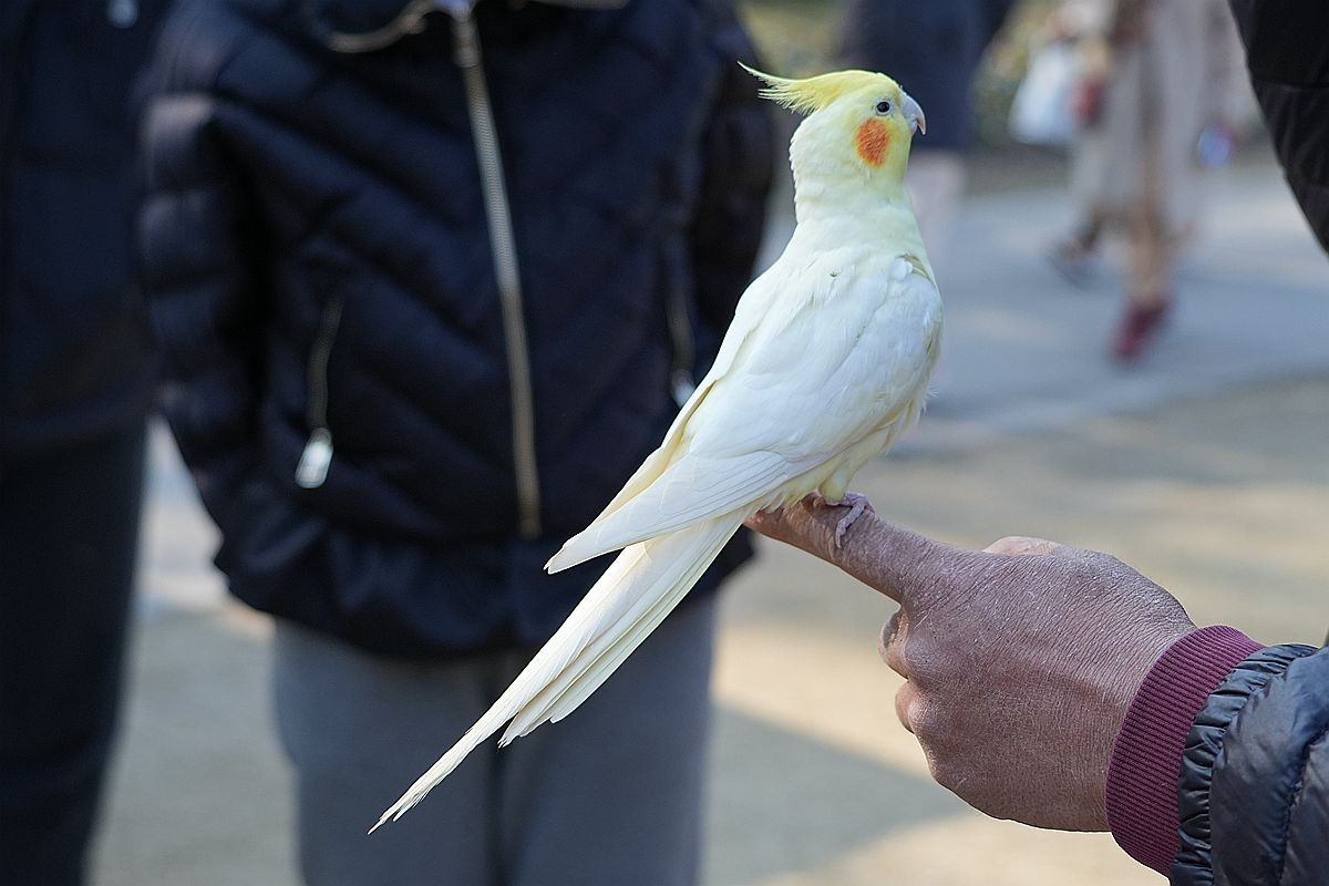 一只被调教得非常乖巧的白鹦鹉