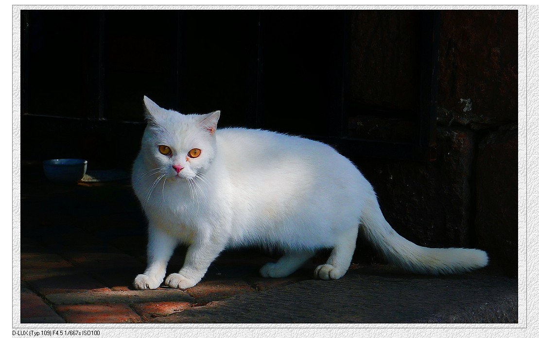 典型的街拍抓拍《风景，花草，白猫当然有妹子了》啥都有！哈哈！