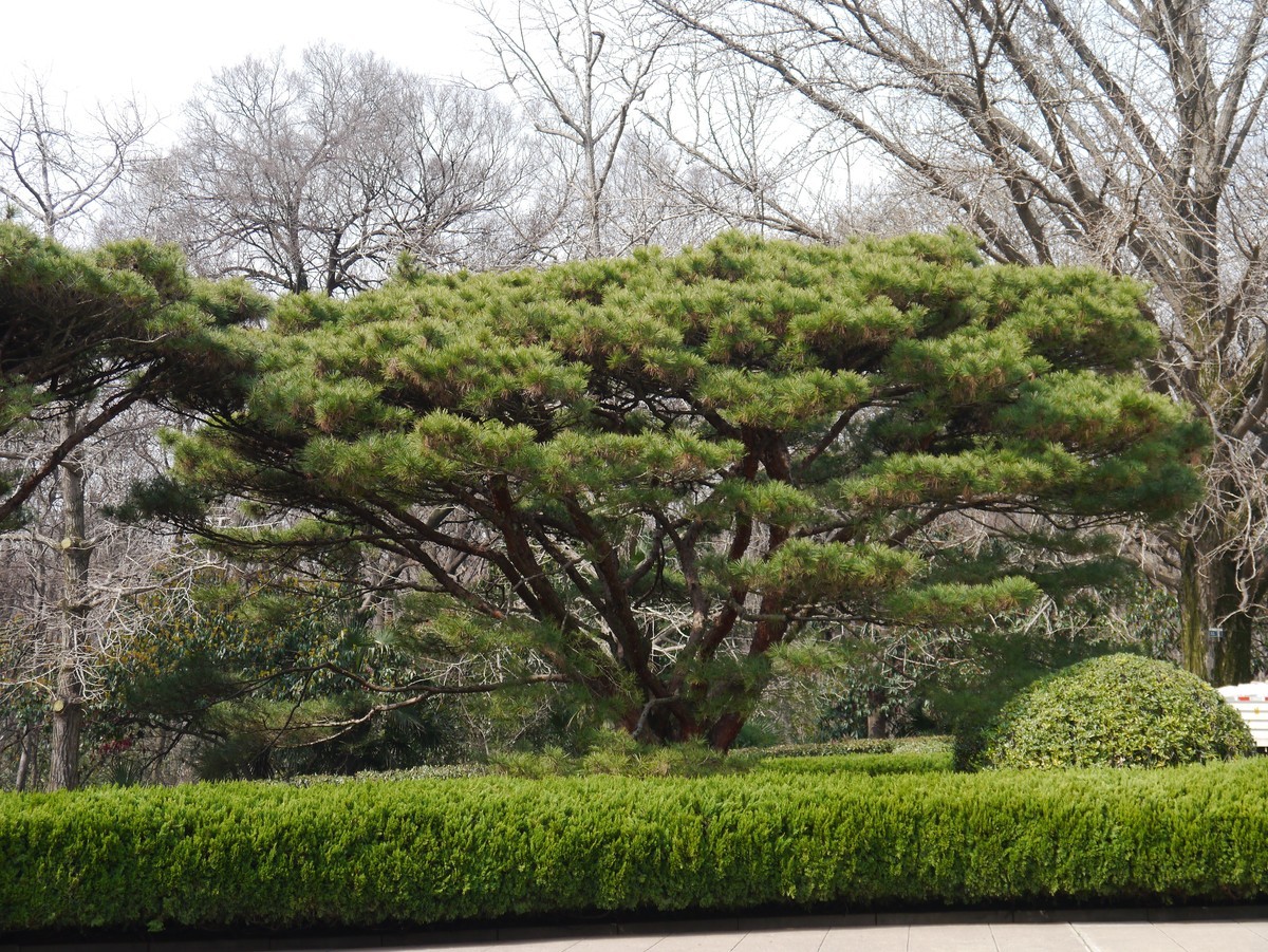 江南行之南京篇--拜谒中山陵