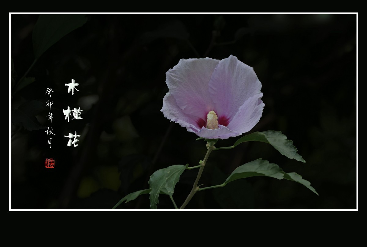 淡雅漂亮的木槿花