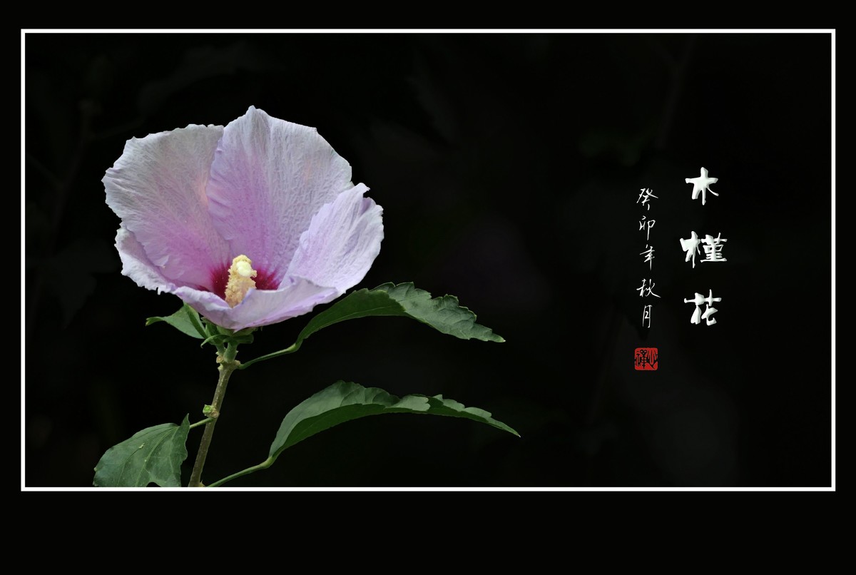 淡雅漂亮的木槿花