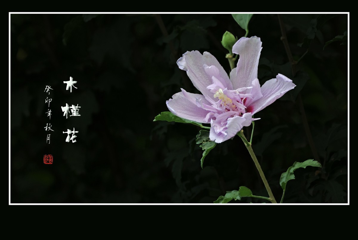 淡雅漂亮的木槿花