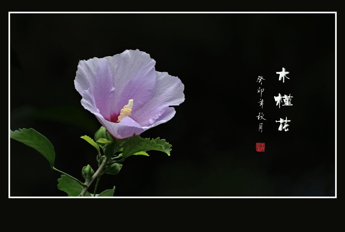 淡雅漂亮的木槿花