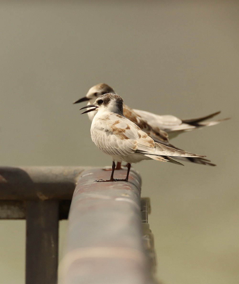 一梭子拍鸟20230924燕鸥