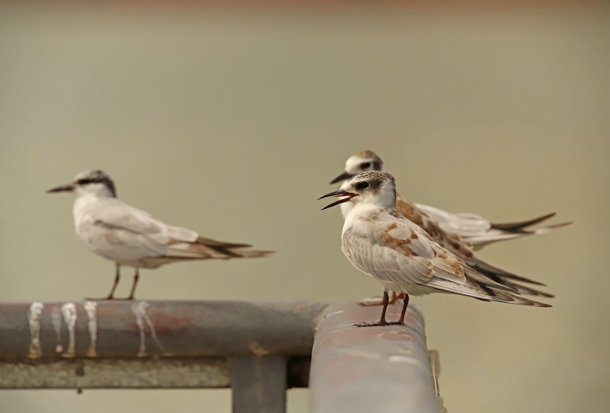 一梭子拍鸟20230924燕鸥