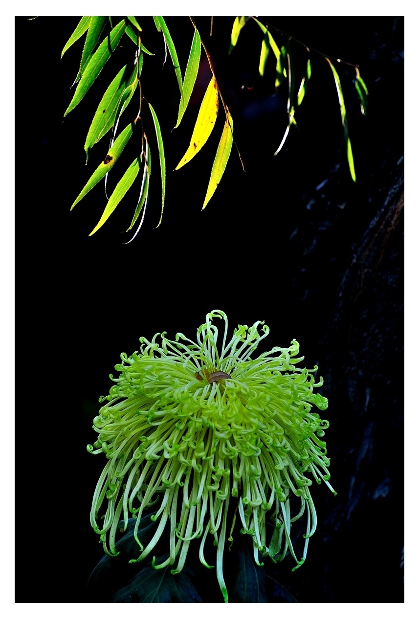 【视觉光影】菊香泉城（5）