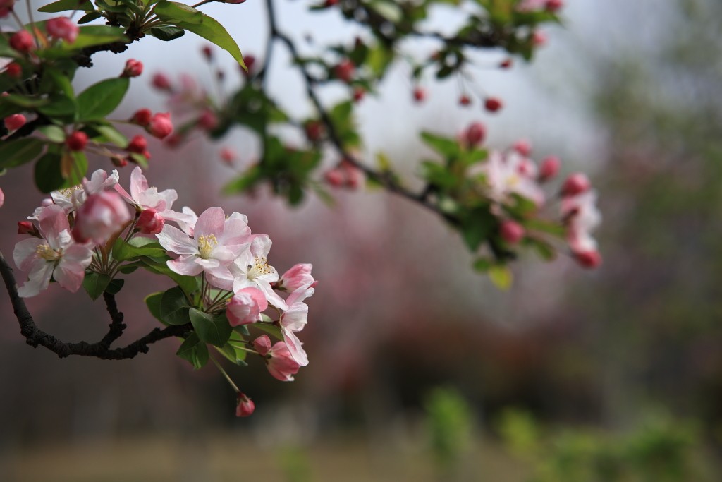 春花烂漫，百花争艳.