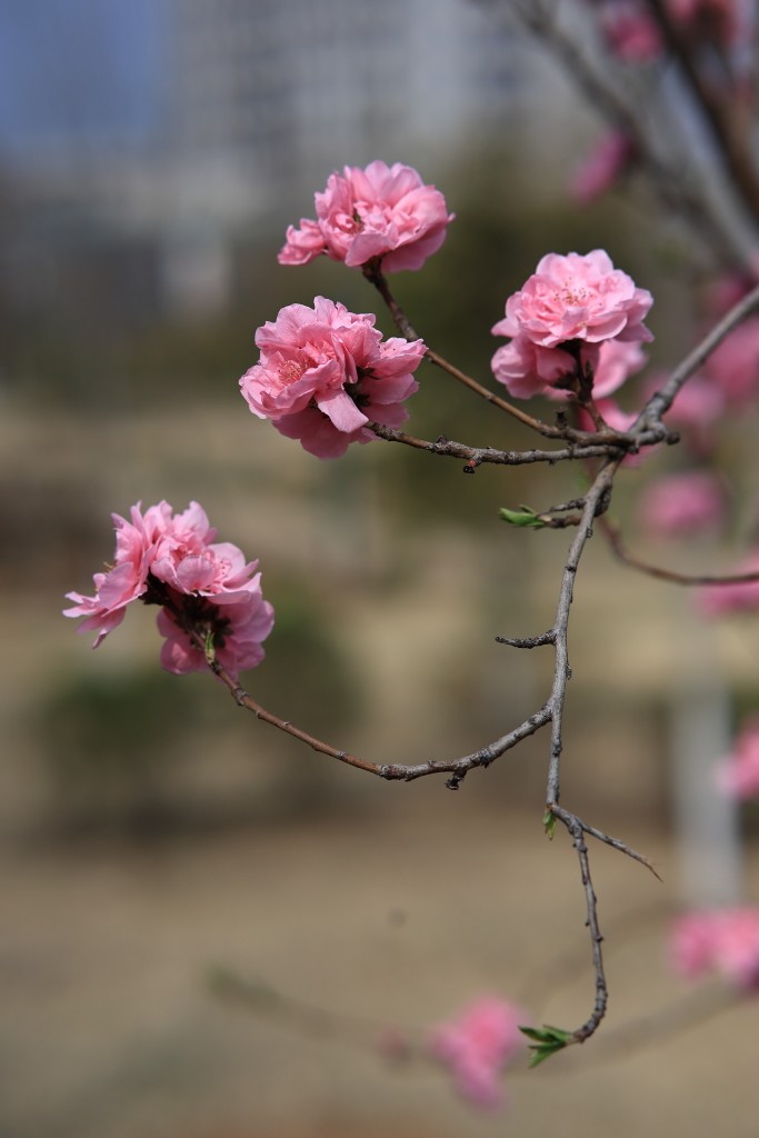 春花烂漫，百花争艳.