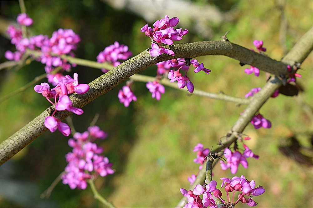 --春花-+++-