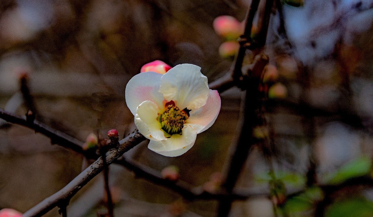 初四成都植物园拍花3