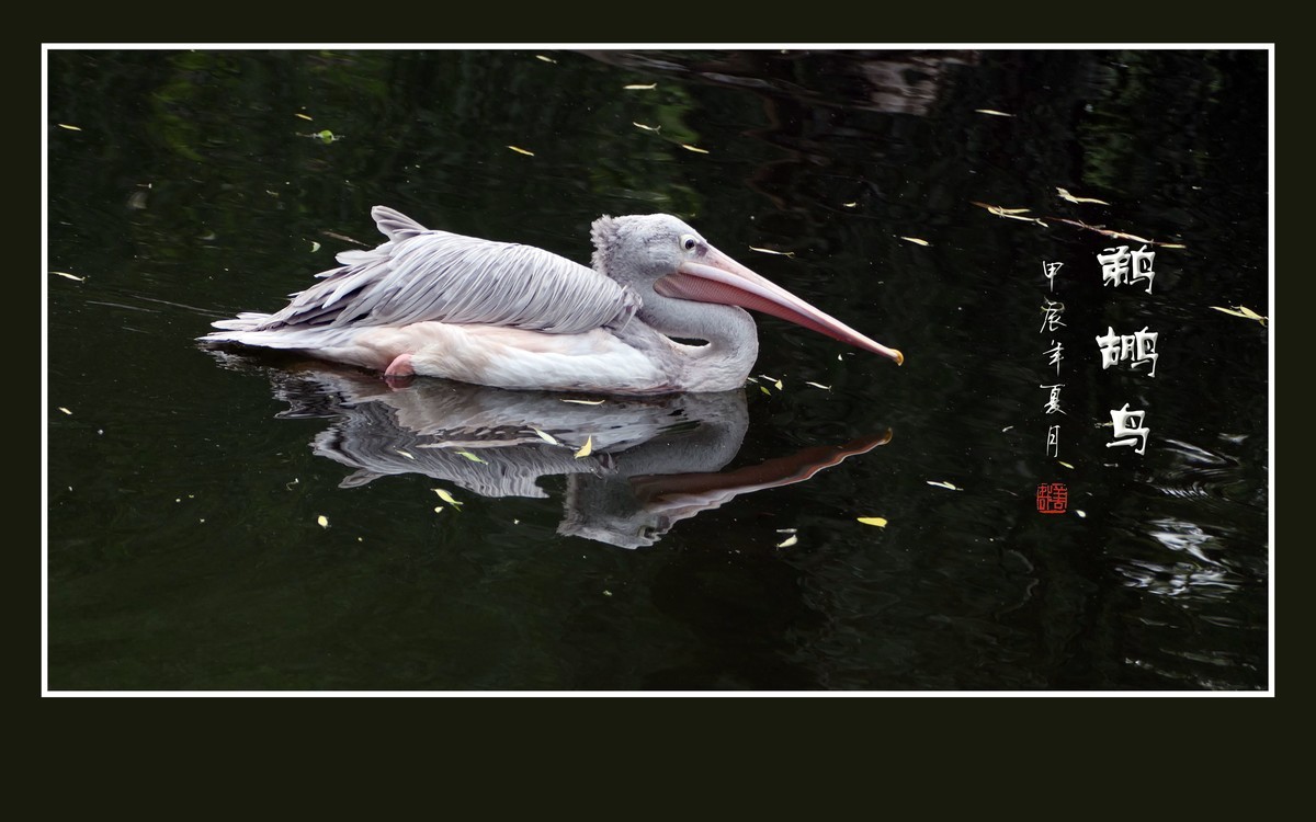 悠闲自在的鹈鹕鸟