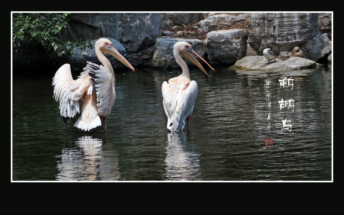 悠闲自在的鹈鹕鸟