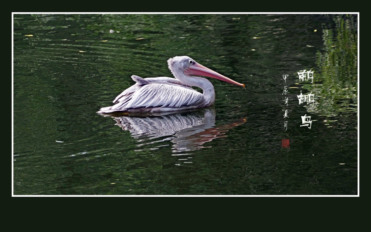 悠闲自在的鹈鹕鸟