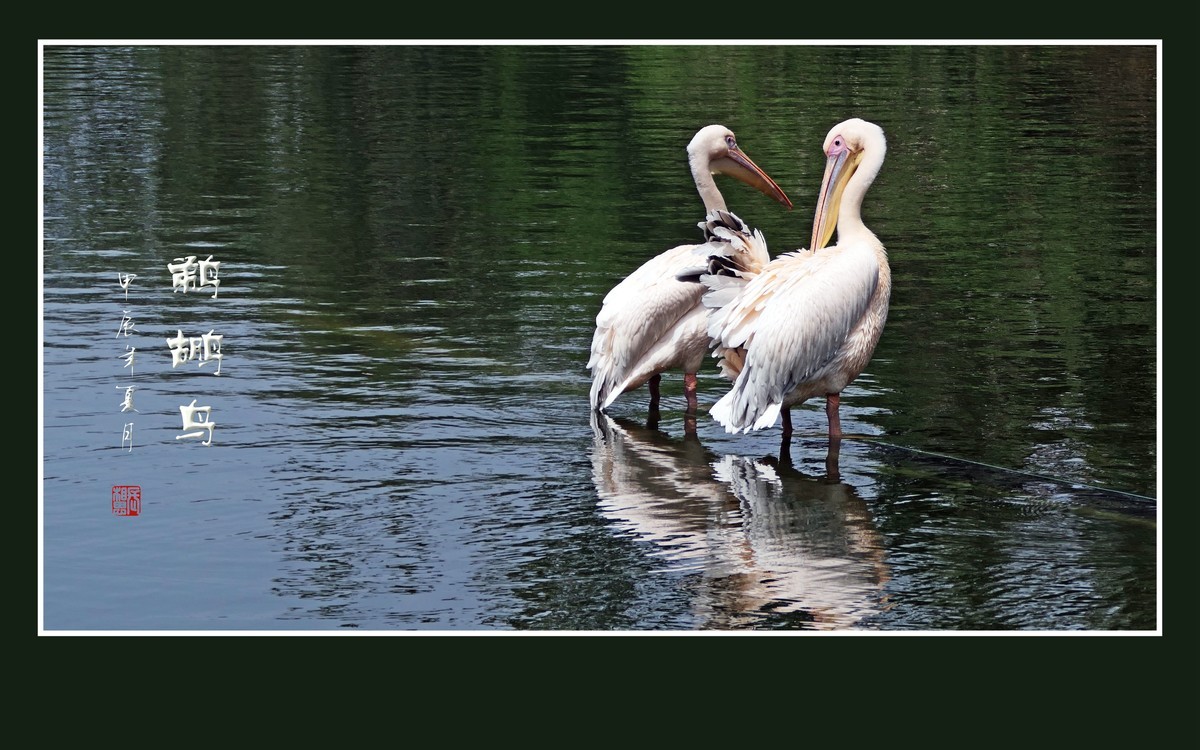 悠闲自在的鹈鹕鸟