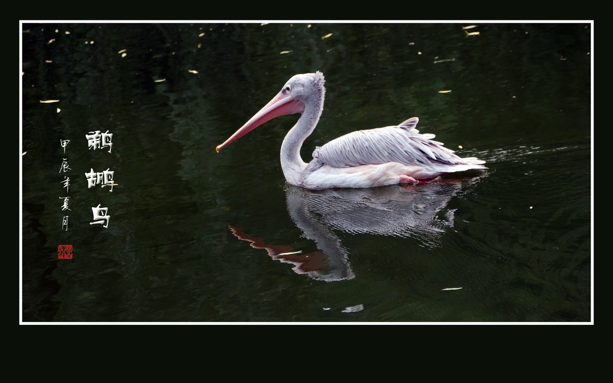 悠闲自在的鹈鹕鸟