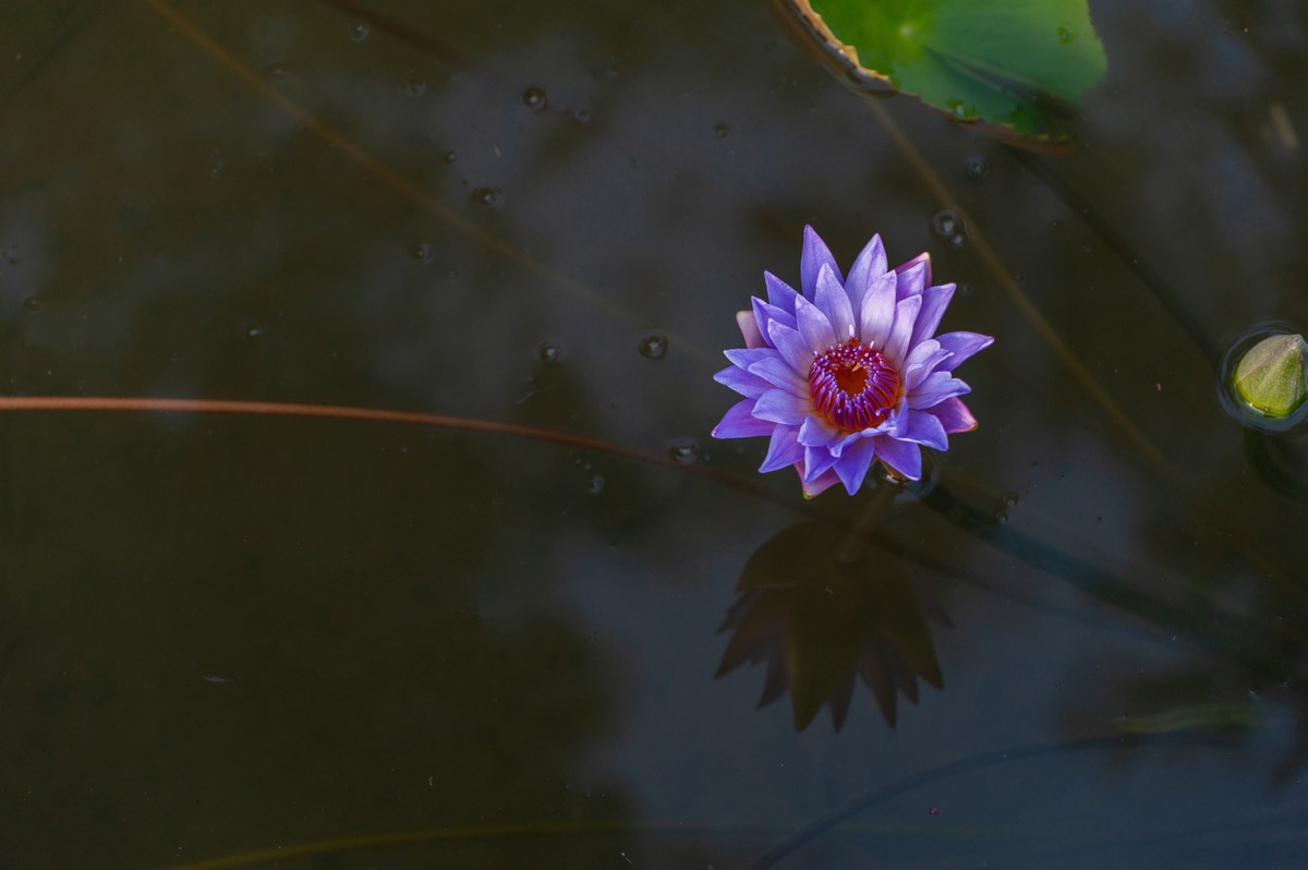 睡莲——花中睡美人