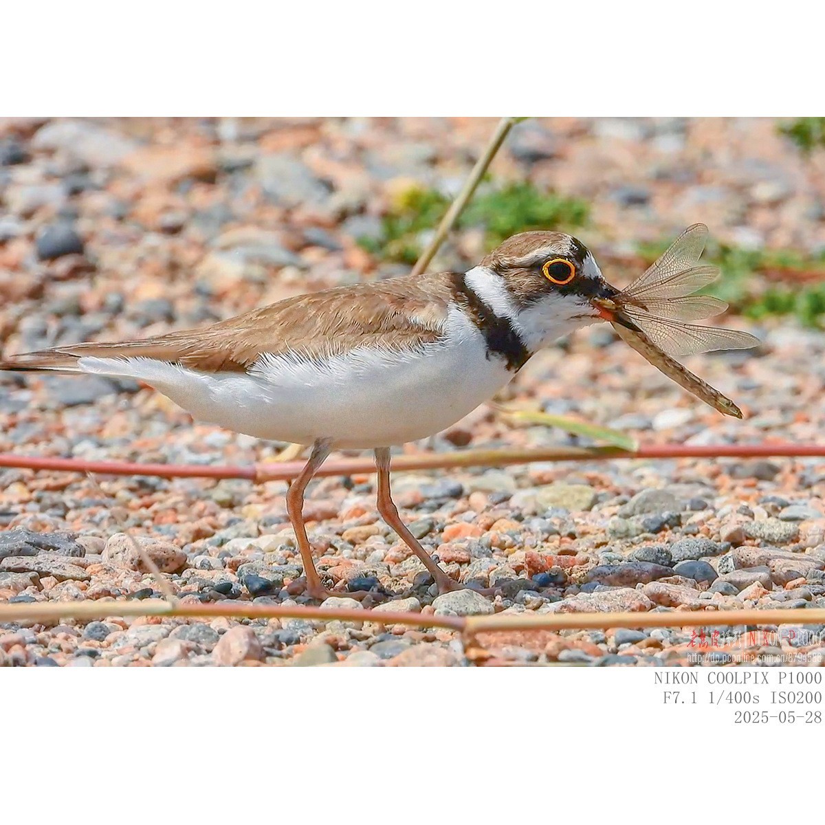 进餐（金眶鸻）