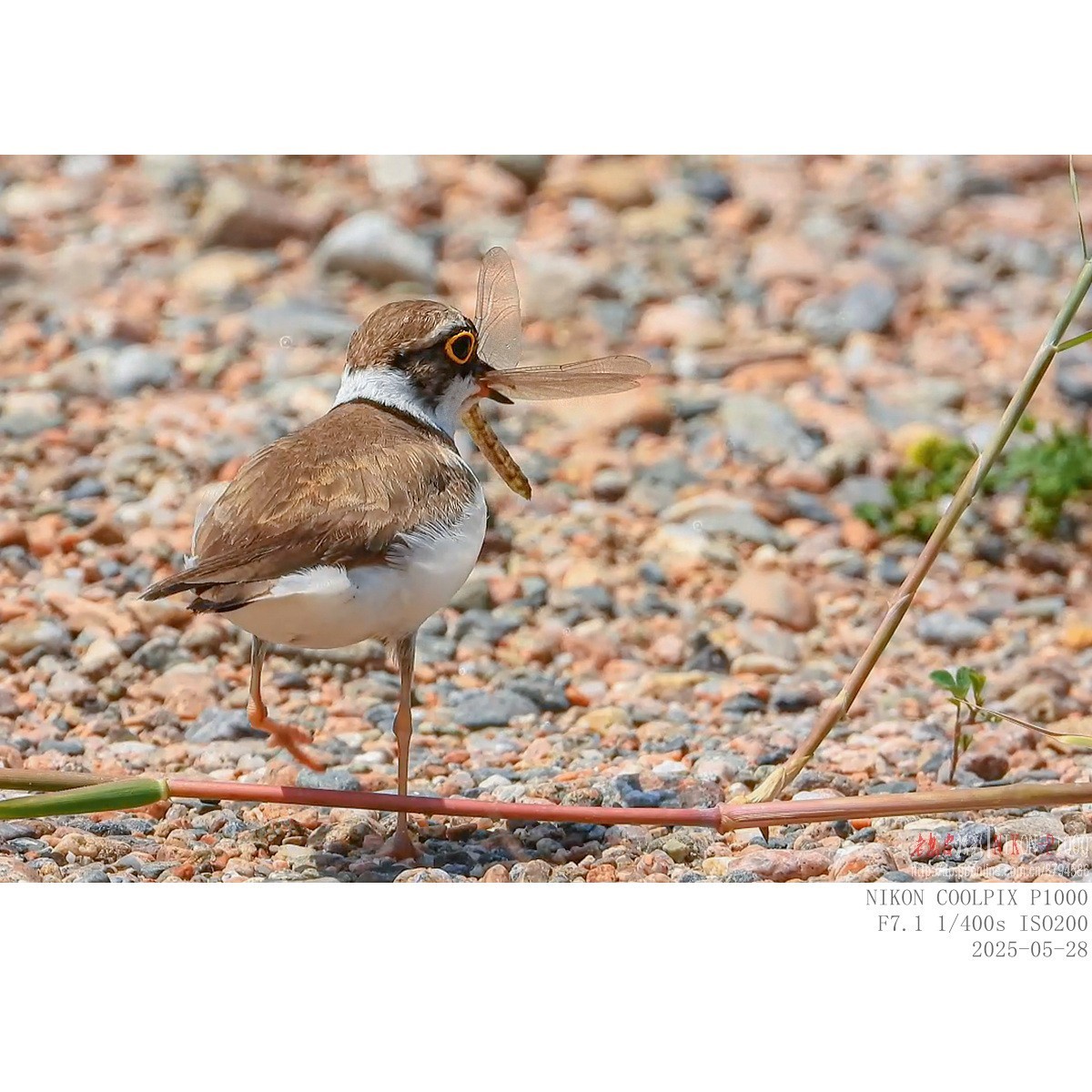 进餐（金眶鸻）