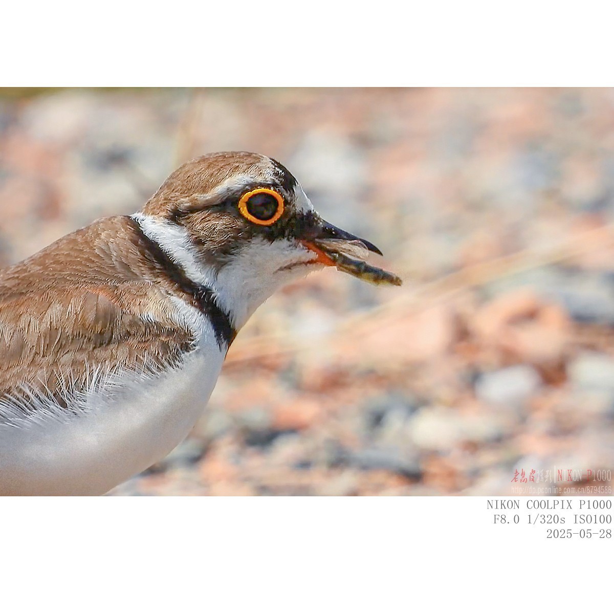 进餐（金眶鸻）