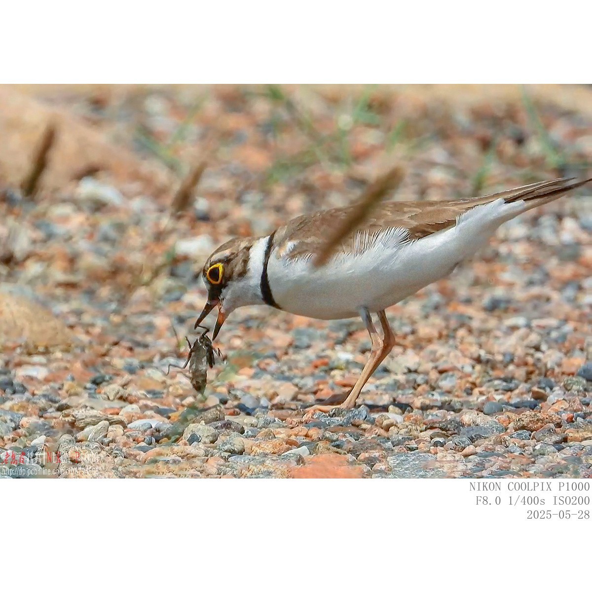 进餐（金眶鸻）