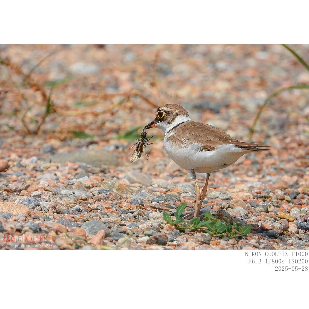进餐（金眶鸻）