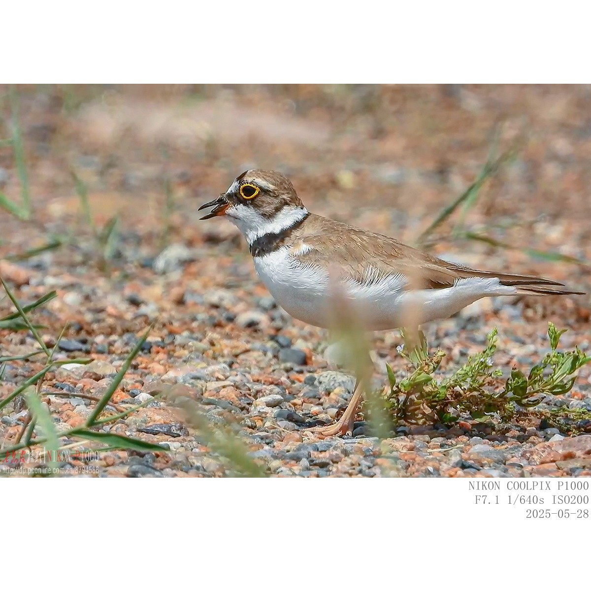 进餐（金眶鸻）