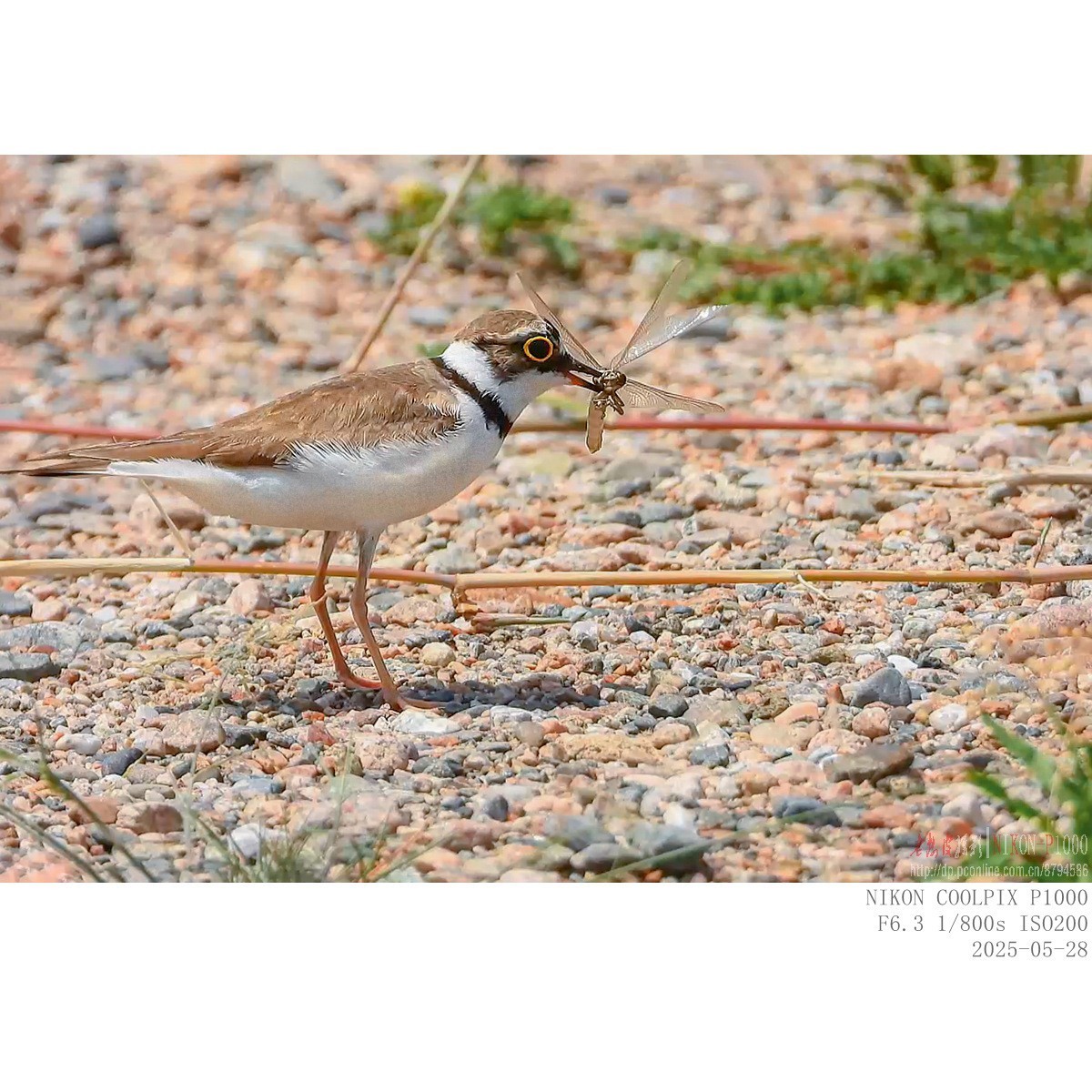 进餐（金眶鸻）