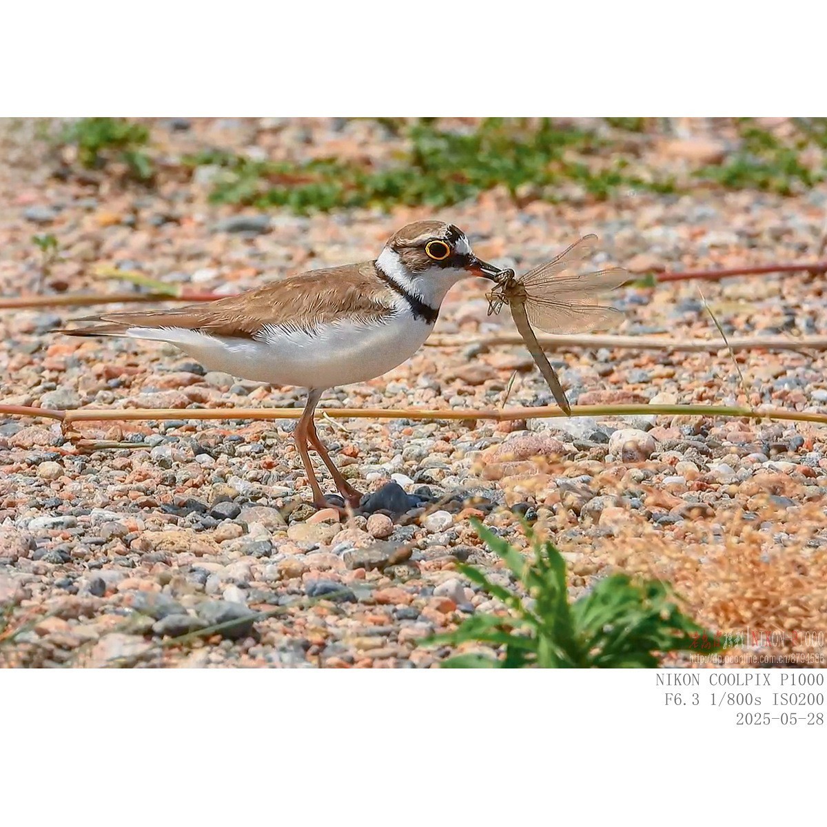进餐（金眶鸻）