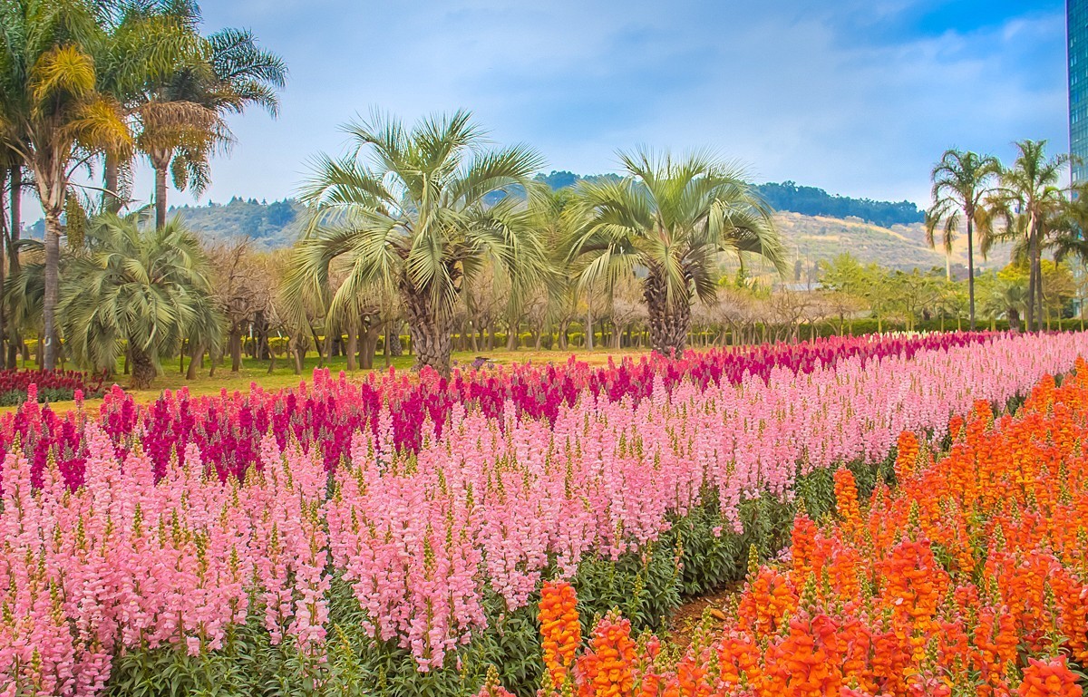 2025-06-01云南玉溪月亮湾公园花海（二）