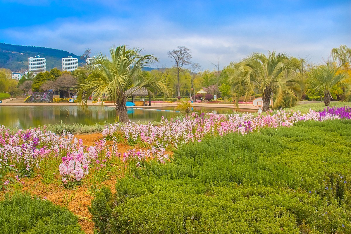 2025-06-01云南玉溪月亮湾公园花海（二）