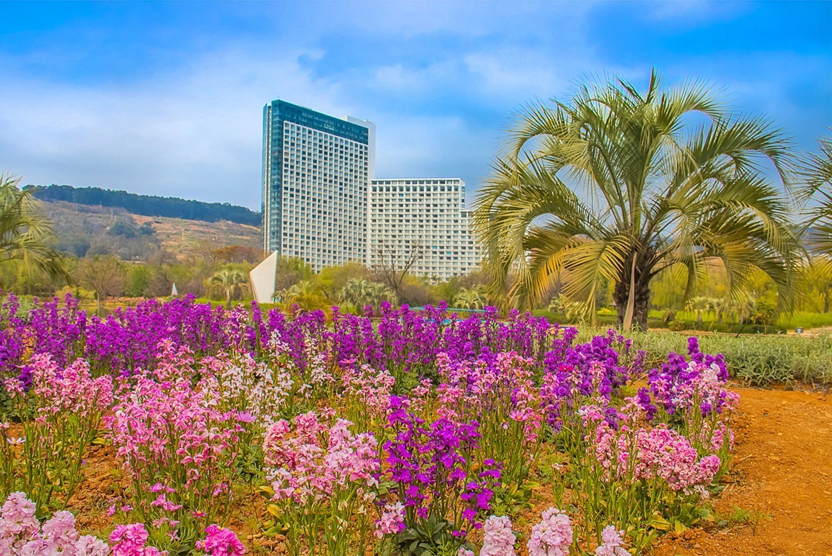 2025-06-01云南玉溪月亮湾公园花海（二）