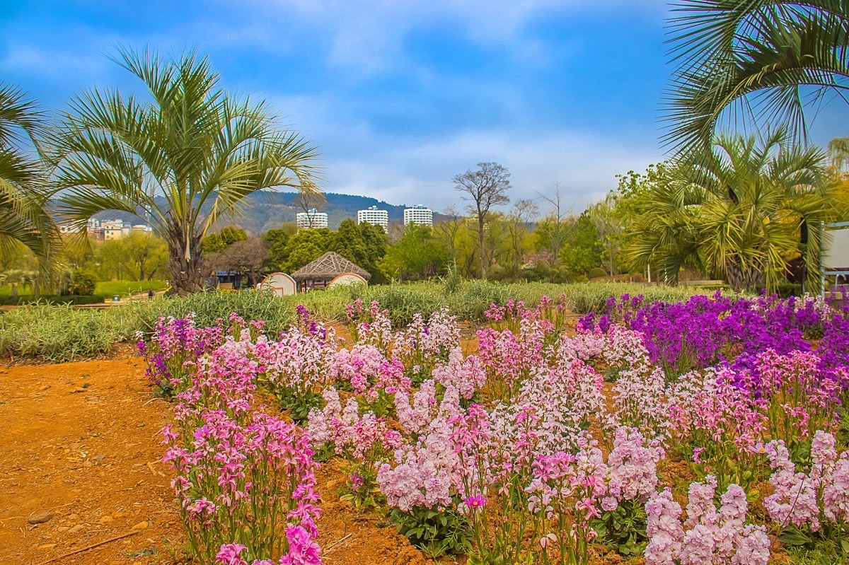 2025-06-01云南玉溪月亮湾公园花海（二）