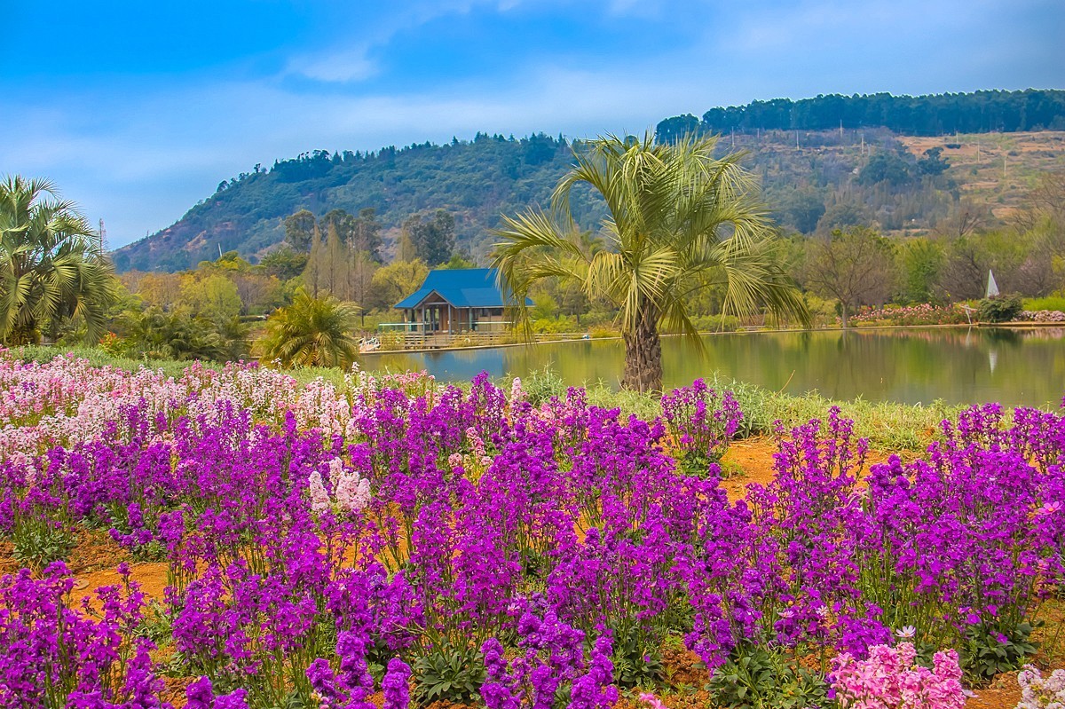 2025-06-01云南玉溪月亮湾公园花海（二）